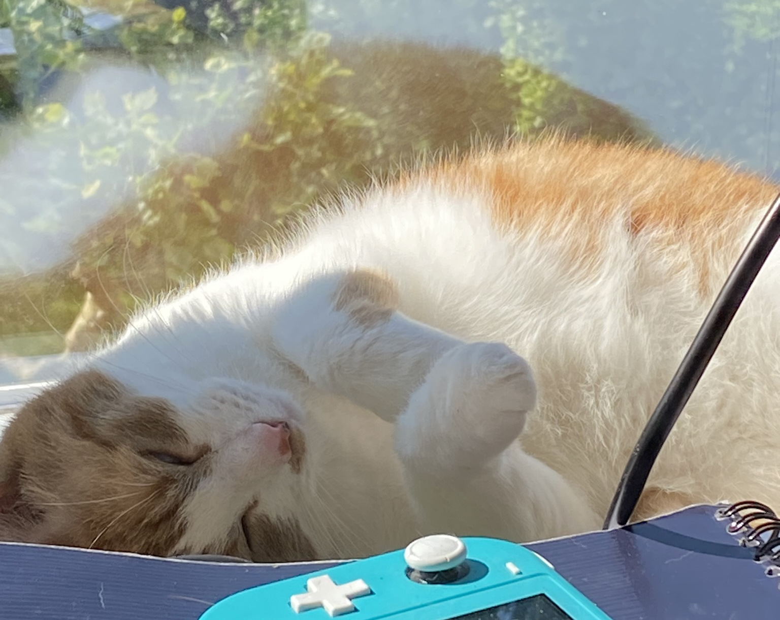 An orange-and-white cat lying on her back in the sun on a windowsill.